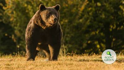 Принца Лихтенштейна обвиняют в убийстве самого крупного медведя Европы