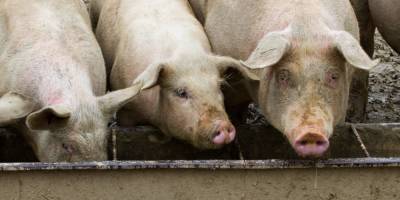 Из-за чумы. Украина запретила ввоз свинины из Евросоюза