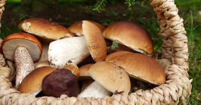 В Минприроды опровергли информацию об ужесточении правил сбора грибов
