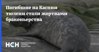 Погибшие на Каспии тюлени стали жертвами браконьерства