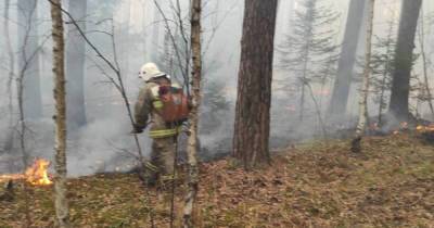 Площадь лесных пожаров в Саратовской области составляет 371 гектар