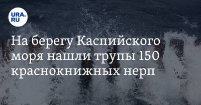 На берегу Каспийского моря нашли трупы 150 краснокнижных нерп. Ученые назвали причину