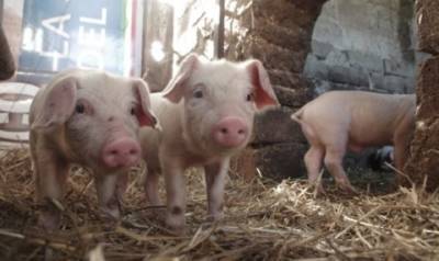 Україна заборонила ввозити свиней з території Євросоюзу