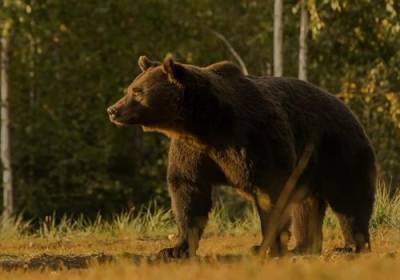 Принца Лихтенштейна обвиняют в убийстве самого большого медведя Евросоюза