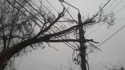 В Москве ураганный ветер повалил дерево на пешехода