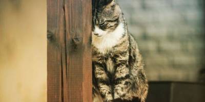 Говорят ли кошки последнее прости перед смертью?
