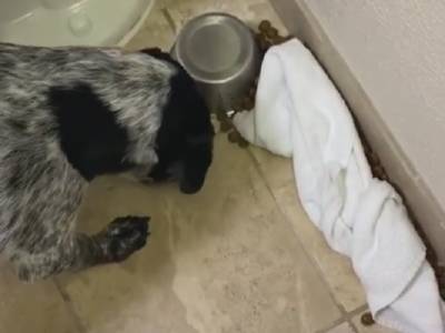 Воспитанный пес, случайно рассыпав корм, нашел способ не расстраивать хозяйку