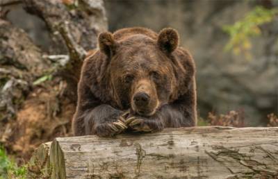 Принца Лихтенштейна уличили в убийстве самого большого медведя Европы