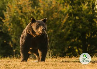 Австрийского принца заподозрили в убийстве крупнейшего медведя в Евросоюзе – Артура: фото