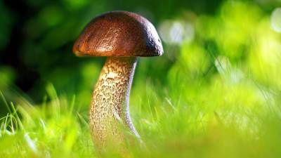 В Минприроды рассказали о правилах сбора грибов и березового сока