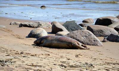В Дагестане на берегу Каспийского моря обнаружили более 150 мертвых тюленей