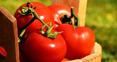 Более 52 тонн свежих азербайджанских томатов не были допущены в Россию в апреле