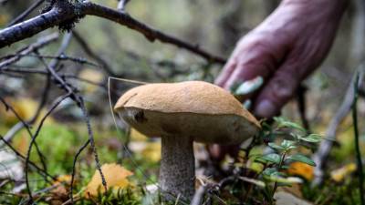 В Минприроды отреагировали на сообщения об ужесточении правил сбора грибов