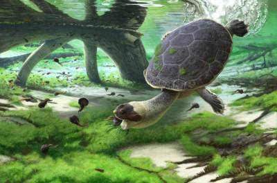 Открыт древний вид черепах с лягушачьей мордой
