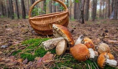 Любителям сбора грибов пообещали не закрывать бесплатный вход в лес