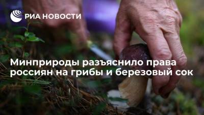 Минприроды разъяснило права россиян на грибы и березовый сок