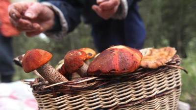 В Минприроды опровергли сообщения об ужесточении правил сбора грибов и ягод