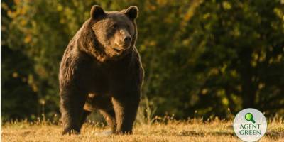 Принца Лихтенштейна подозревают в убийстве самого большого медведя на территории Европы ради трофея