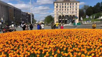 В Киеве расцвели 800 тысяч тюльпанов: цветы подарили Нидерланды