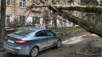Штормовой ветер в Москве свалил 56 деревьев и повредил 44 автомобиля