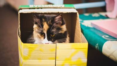 Любовь кошек к иллюзорным коробкам доказана учеными