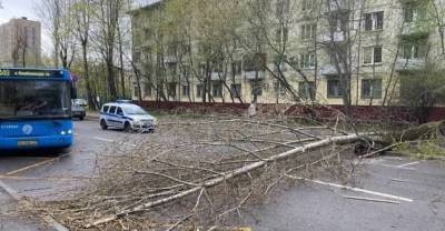 Ураганный ветер в Москве повалил 56 деревьев и повредил 44 автомобиля