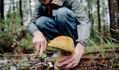 В лес - за штрафом: в Сети обсуждают новые правила сбора грибов и березового сока