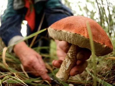 На Черниговщине семья наелась отравленных грибов, двое детей умерли: подробности трагедии