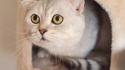 Ученые из США и Австралии указали на необычную любовь кошек к воображаемым коробкам