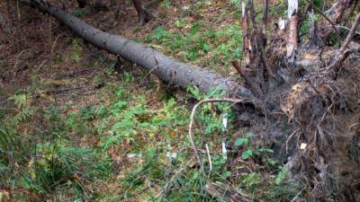 Ураганным ветром в Москве повалено 56 деревьев