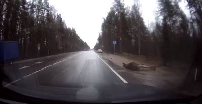Во Всеволожском районе Ленобласти сбили лося — видео