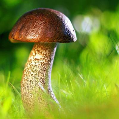 Минприроды опровергло информацию об ужесточении правил сбора грибов