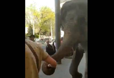 Прогулка слонов по центру города возмутила ростовчан