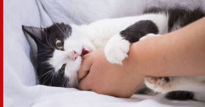 Почему кошки кусаются во время поглаживаний