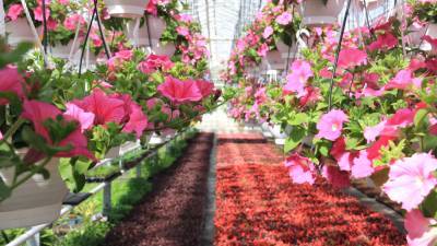 Власти Петербурга поручили обустроить в городе сады непрерывного цветения