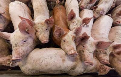 Свиней из ЕС запретили ввозить в Украину