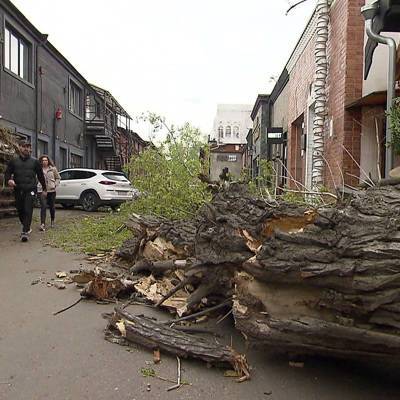 Ураганный ветер в Москве повалил более полусотни деревьев, повредил 44 автомобиля