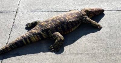"Боялись выходить из дома": в США людей напугал огромный крокодил, который оказался игрушкой