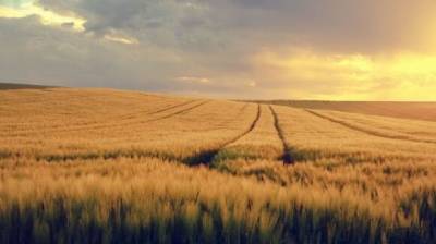 В Германии рассказали про уникальную для России ситуацию на рынке пшеницы