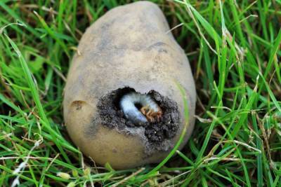 5 почвенных вредителей, которые лишают вас урожая картофеля и корнеплодов