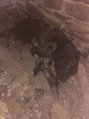 Привязали на цепь и оставили: на Звенигородщине обнаружили погибшего от голода пса