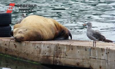 Гибель каспийских тюленей в рыболовных тралах: подробности