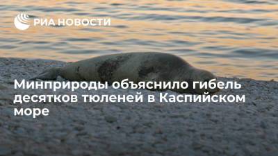 Минприроды объяснило гибель десятков тюленей в Каспийском море