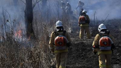 В России за сутки потушили 136 лесных пожаров