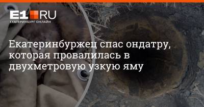 Екатеринбуржец спас ондатру, которая провалилась в двухметровую узкую яму