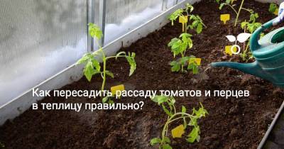 Как пересадить рассаду томатов и перцев в теплицу правильно? - skuke.net