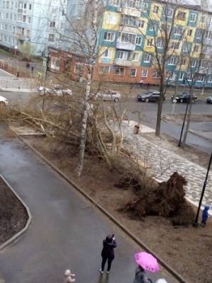 Рухнувший тополь, потерявшиеся флаги и невероятная погода в Вологде: обзор новостей дня