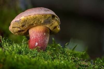 Минприроды опровергло ужесточение правил сбора грибов