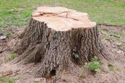 После сообщения в соцсети сотрудники Центра гражданской защиты Костромиы спилили опасное дерево