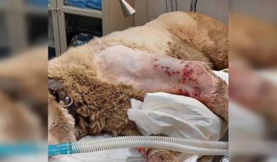 В Уфимскую ветклинику поступила собака с дробовым ранением